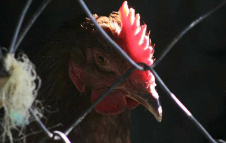 China registra brote de gripe aviar